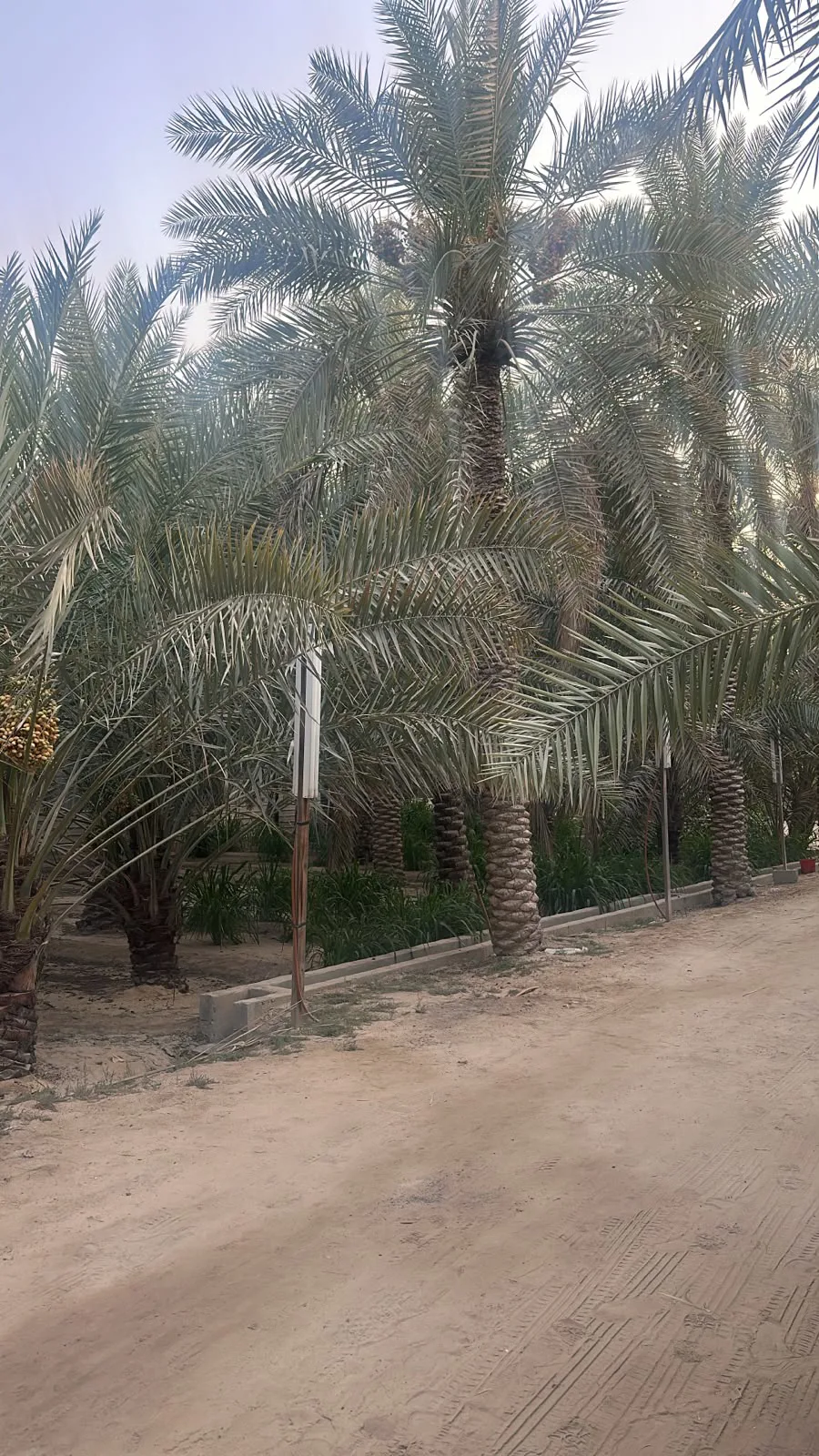 عقار