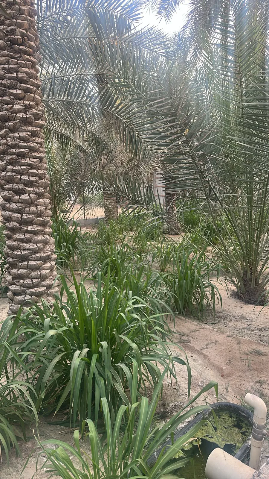 عقار