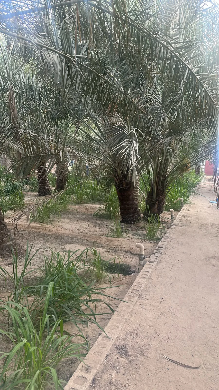 عقار