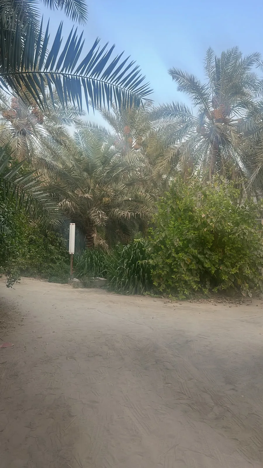 عقار