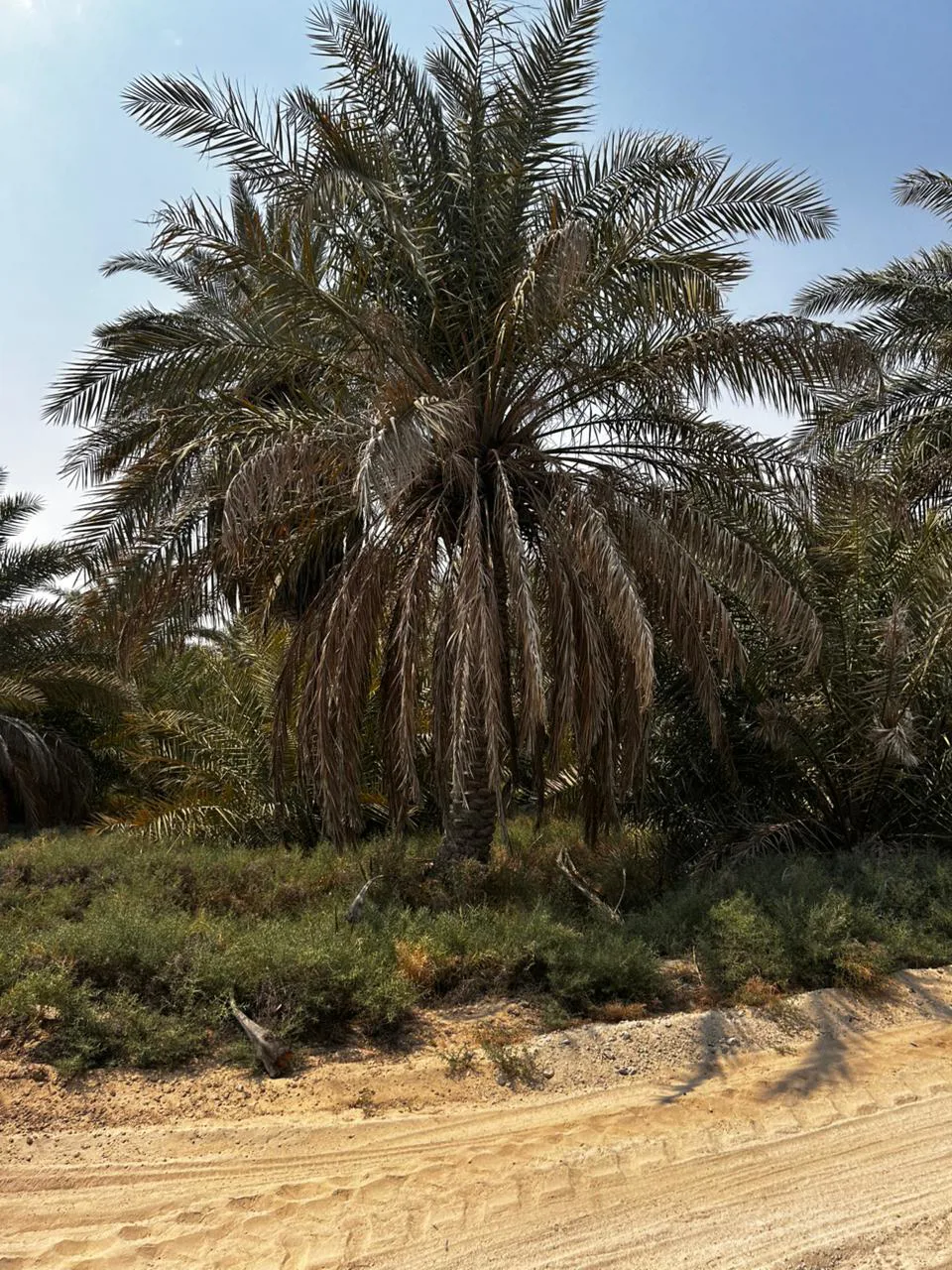 عقار