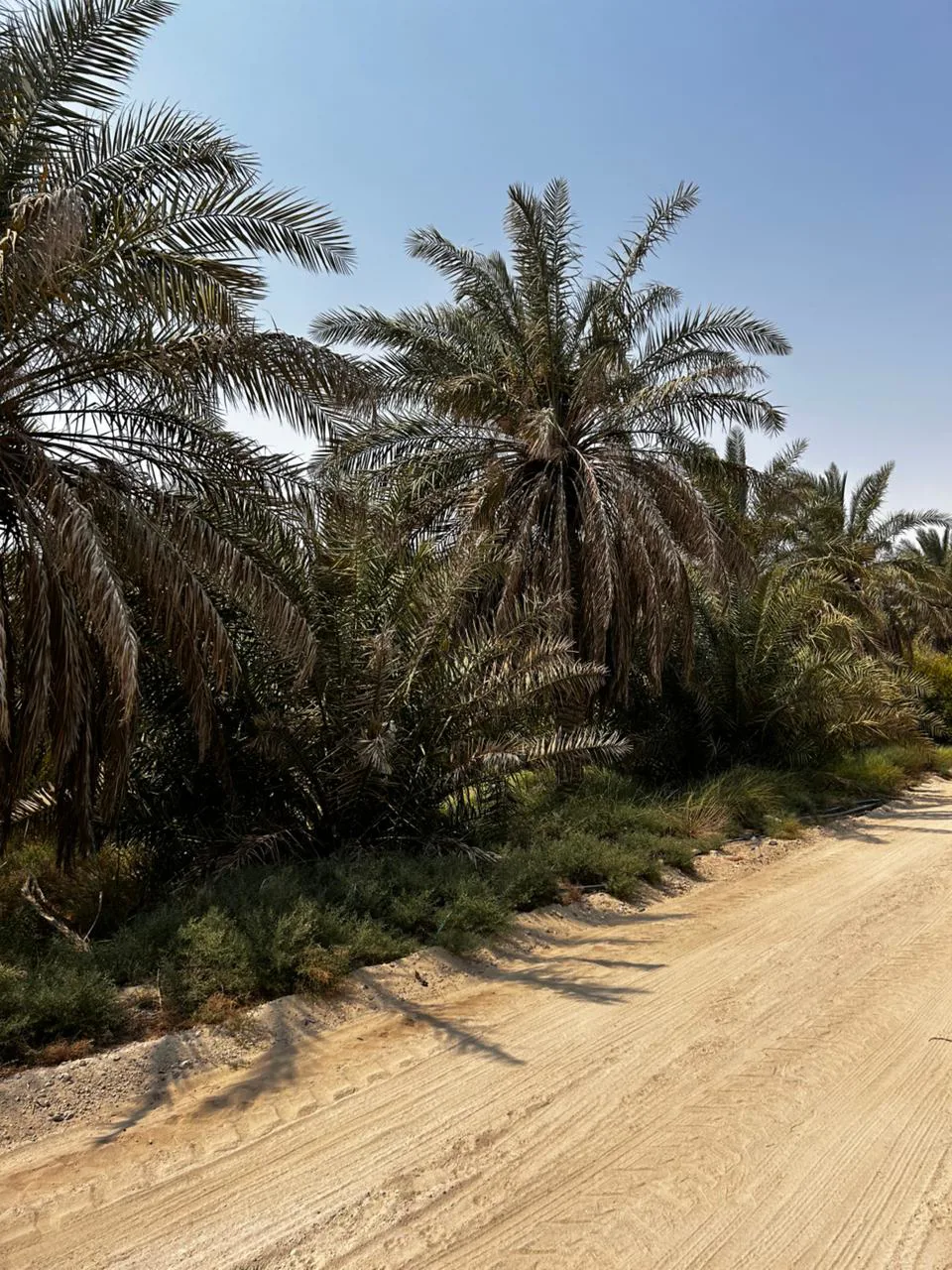 صورة العقار الرئيسية