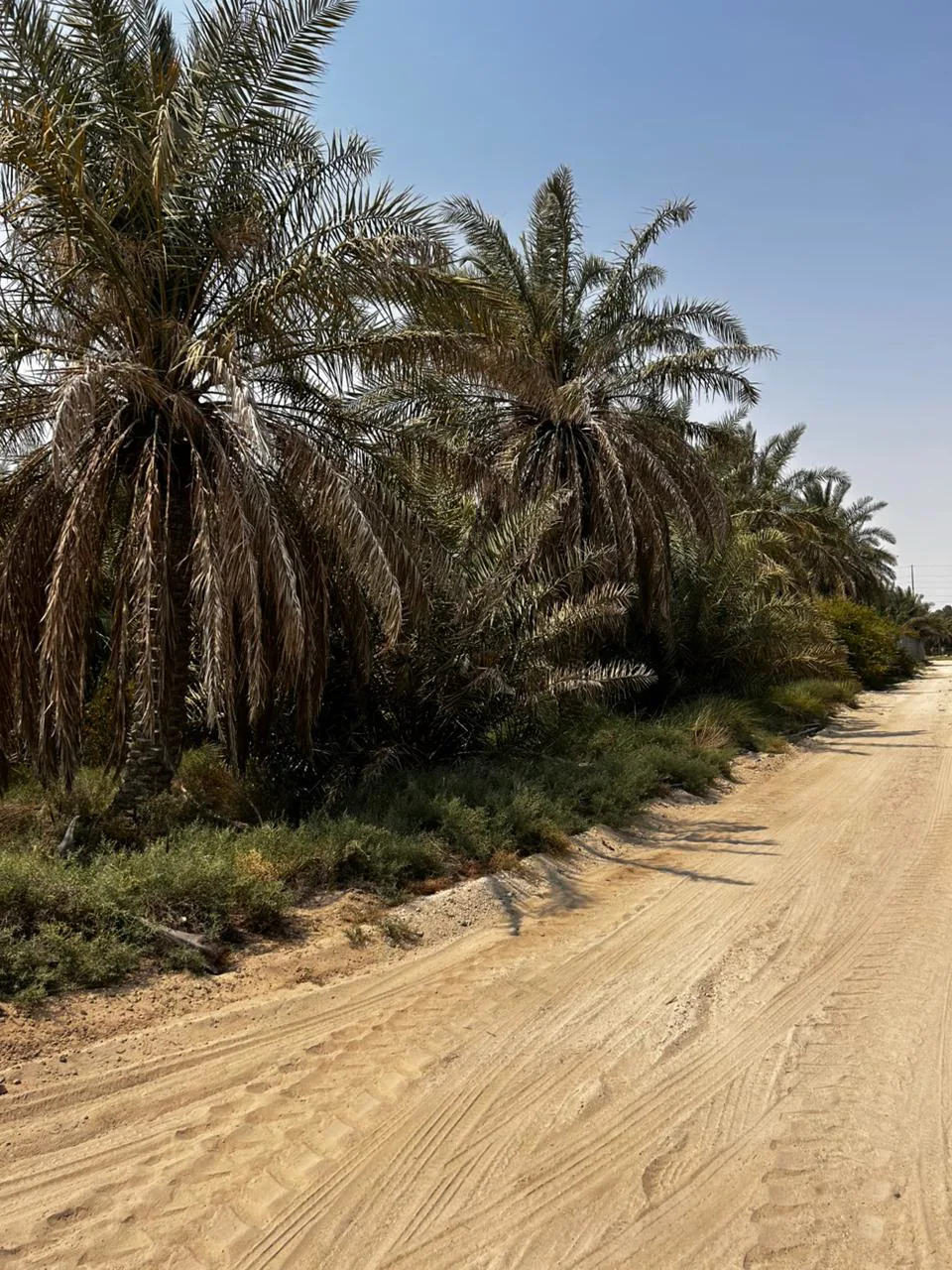عقار